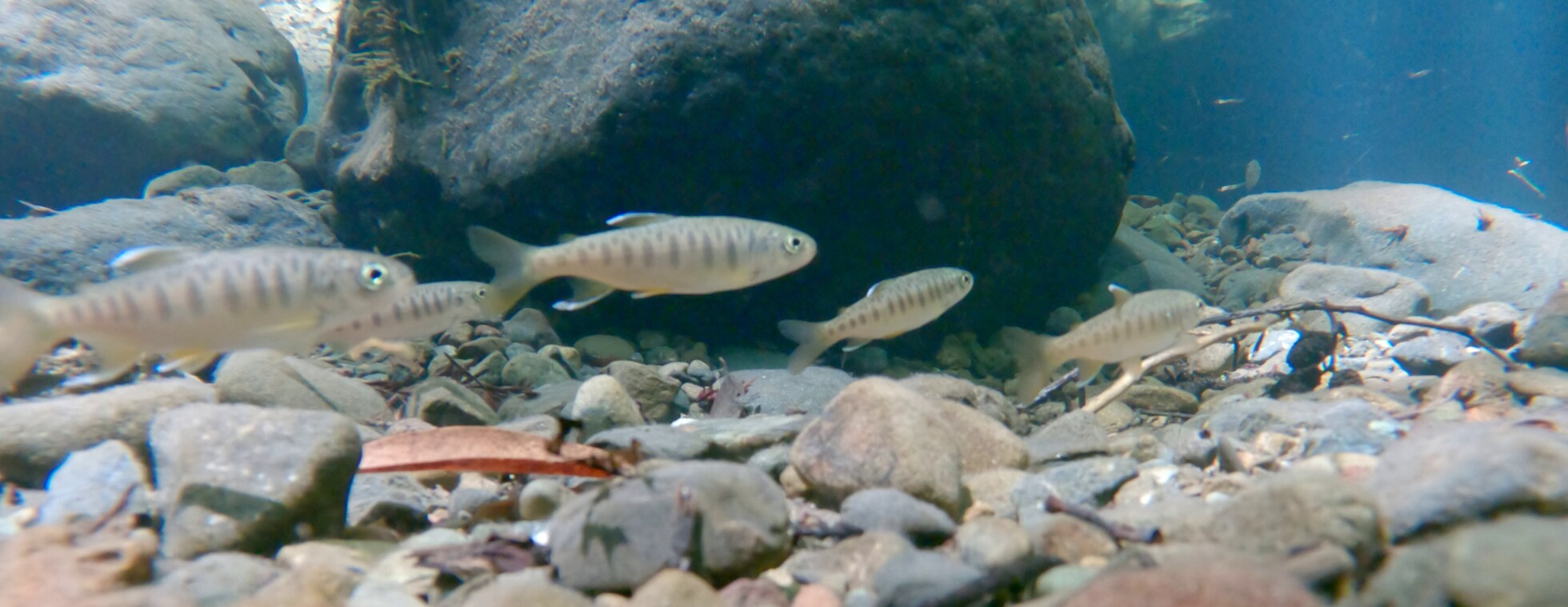 Salmon Restoration Hike